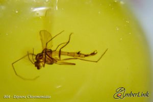 Life in Baltic Amber - Diptera Chiromomidae
