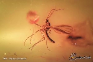 Life in Baltic Amber - Diptera Sciaridae