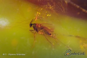 Life in Baltic Amber - Diptera Sciaridae