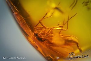 Life in Baltic Amber - Diptera Sciaridae