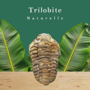 Esprit et Énergie de la Terre