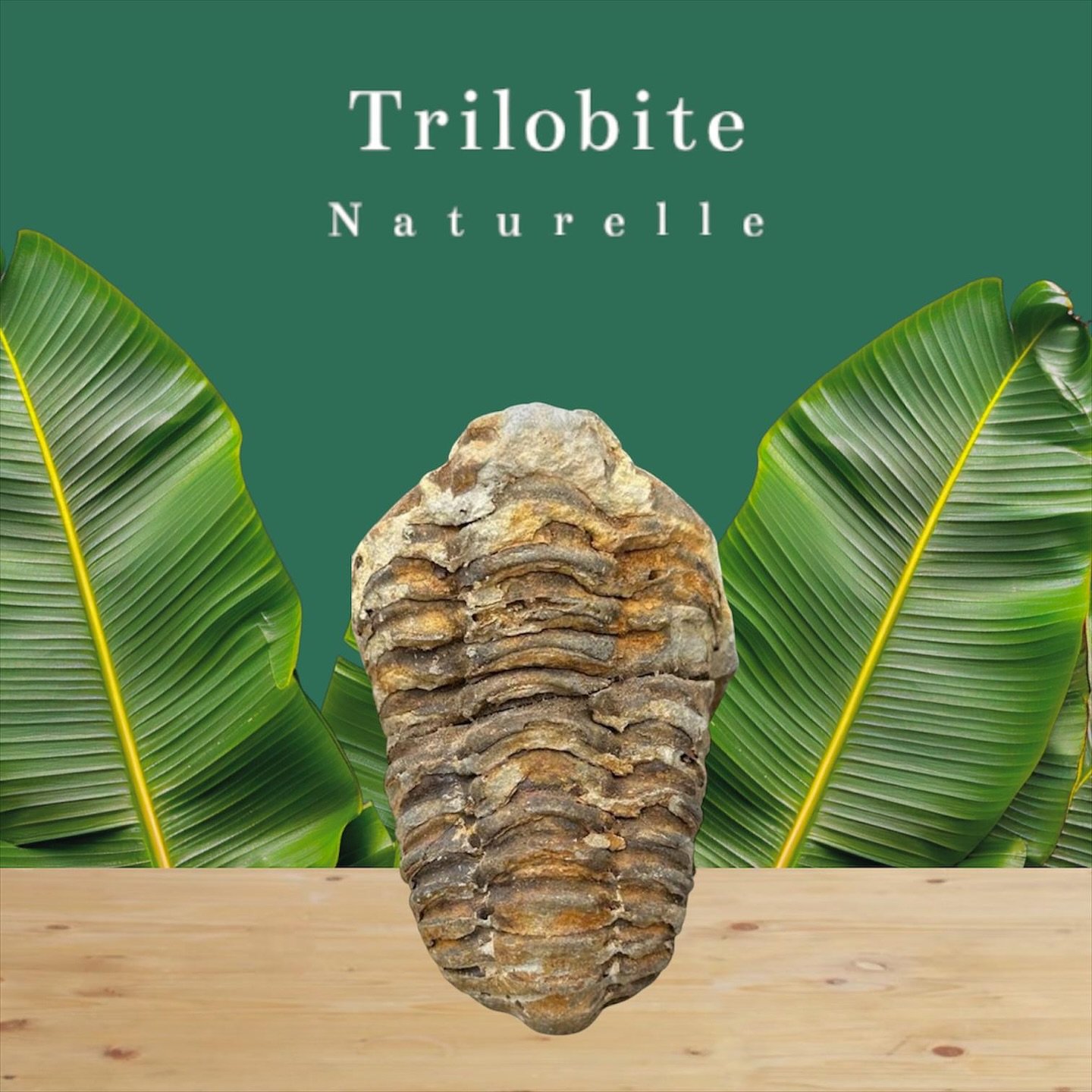 Esprit et Énergie de la Terre