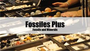 Fossiles Plus - Fossils and Minerals