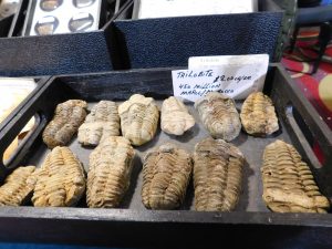 Trilobite Fossil